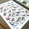 Alexia Claire | Waders of Britain | Postcard | Conscious Craft